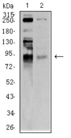 BRD2 Antibody (7C1B10) - BSA Free, Novus Biologicals:Antibodies:Primary